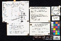 Agaricus haemorrhoidarius image