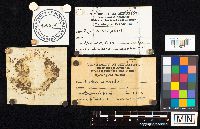 Agaricus campester image