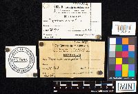 Agaricus campester image