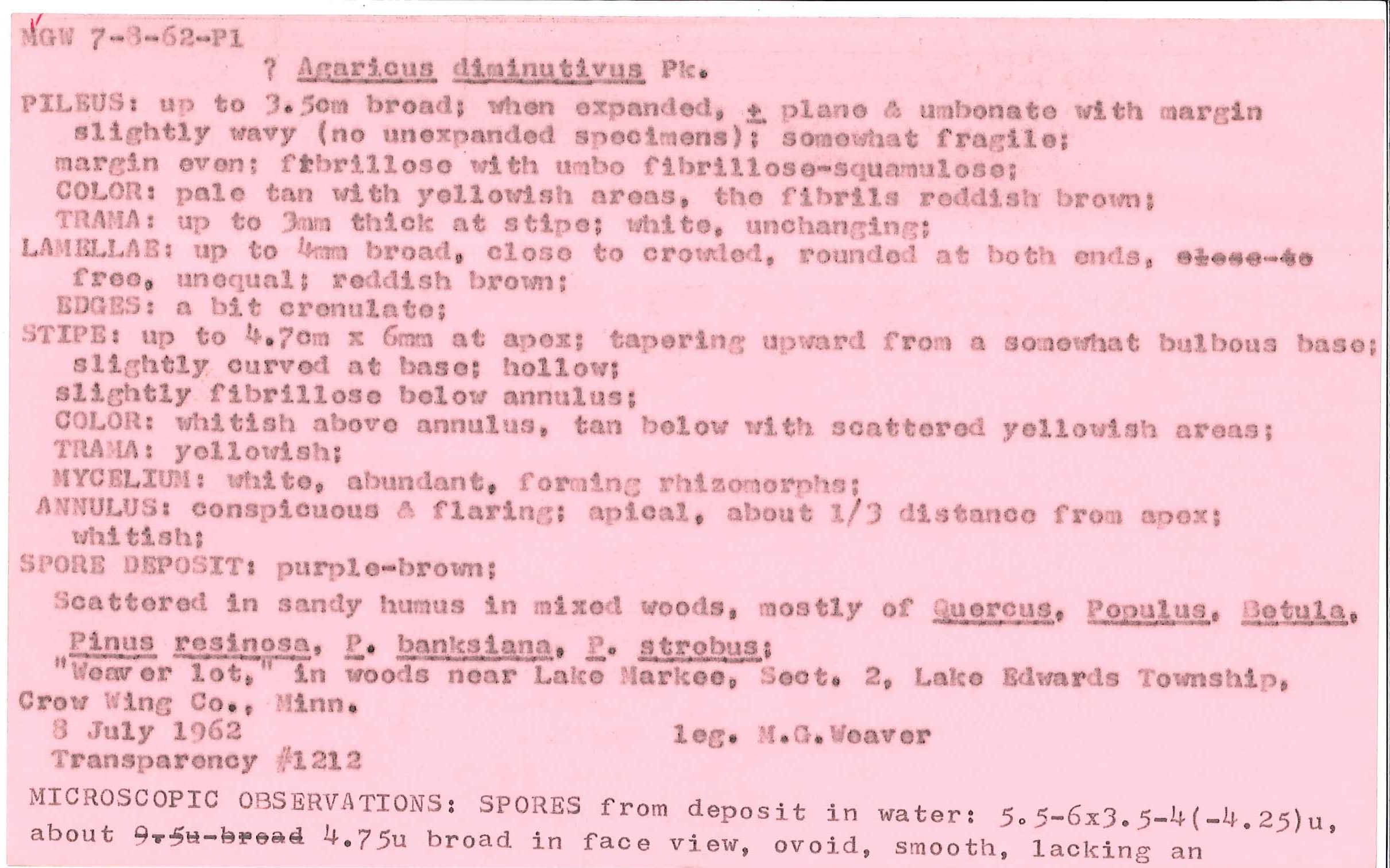 Agaricus diminutivus image