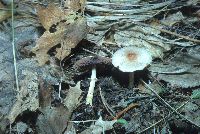 Agaricus diminutivus image