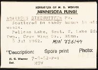 Agaricus diminutivus image