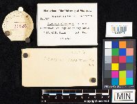 Agaricus subnitens image