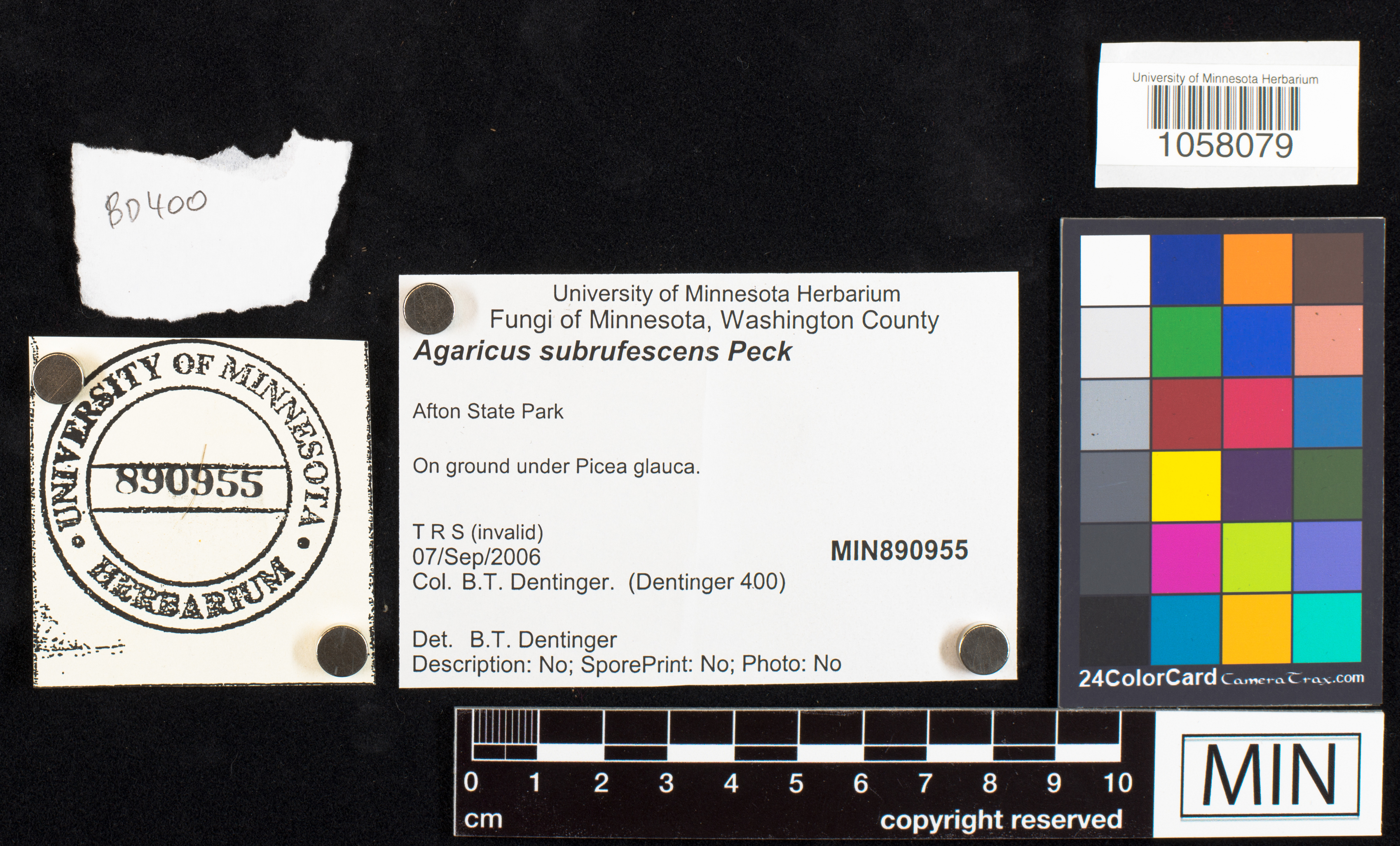 Agaricus subrufescens image