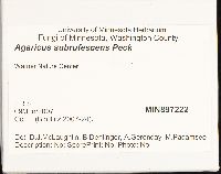 Agaricus subrufescens image