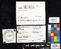 Agaricus subrufescens image