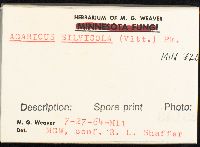 Agaricus silvicola image