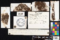 Agaricus placomyces image