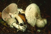 Image of Agaricus placomyces