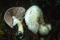 Agaricus placomyces image