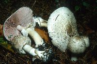 Agaricus placomyces image