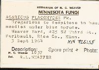 Agaricus placomyces image