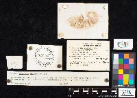 Agaricus placomyces image