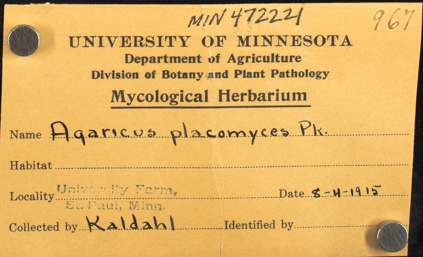 Agaricus placomyces image