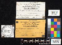 Agaricus placomyces image