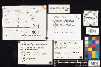 Agaricus placomyces image