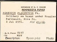 Agaricus placomyces image
