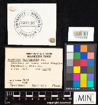 Agaricus placomyces image