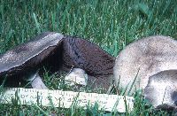 Agaricus placomyces image