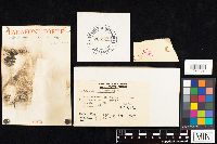 Agaricus placomyces image