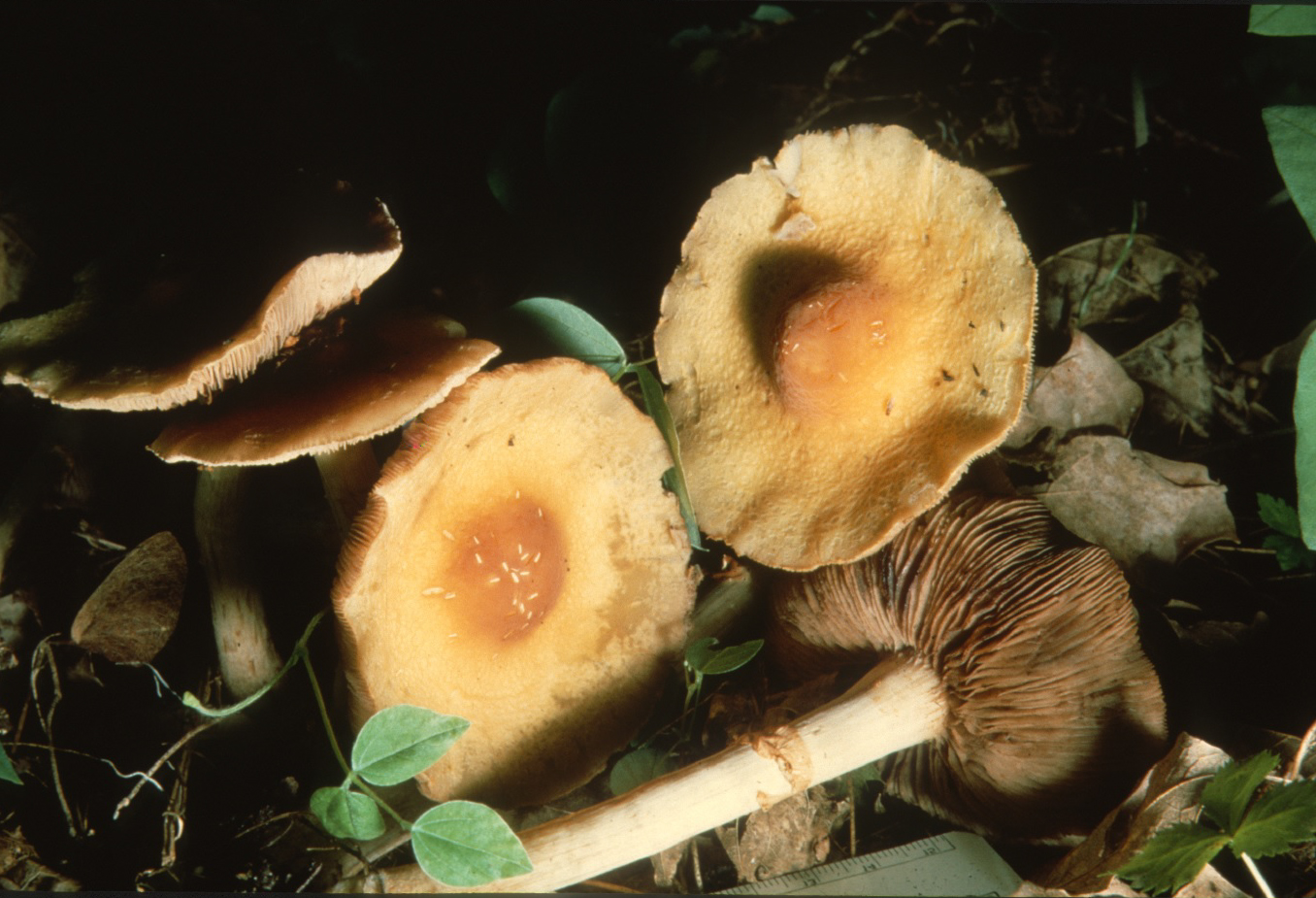 Agrocybe acericola image