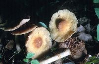 Agrocybe acericola image