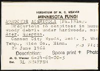 Agrocybe acericola image