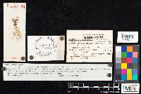 Agrocybe acericola image