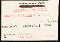 Agrocybe acericola image