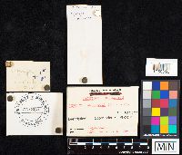 Agrocybe acericola image