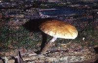 Agrocybe acericola image