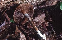 Agrocybe acericola image