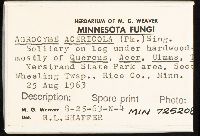 Agrocybe acericola image