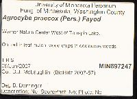 Agrocybe praecox image