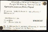 Agrocybe praecox image