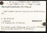 Agrocybe pediades image