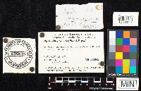 Agrocybe praecox image