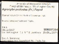 Agrocybe pediades image