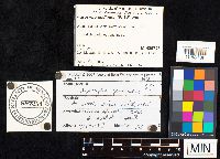 Agrocybe pediades image