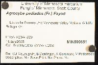 Agrocybe pediades image