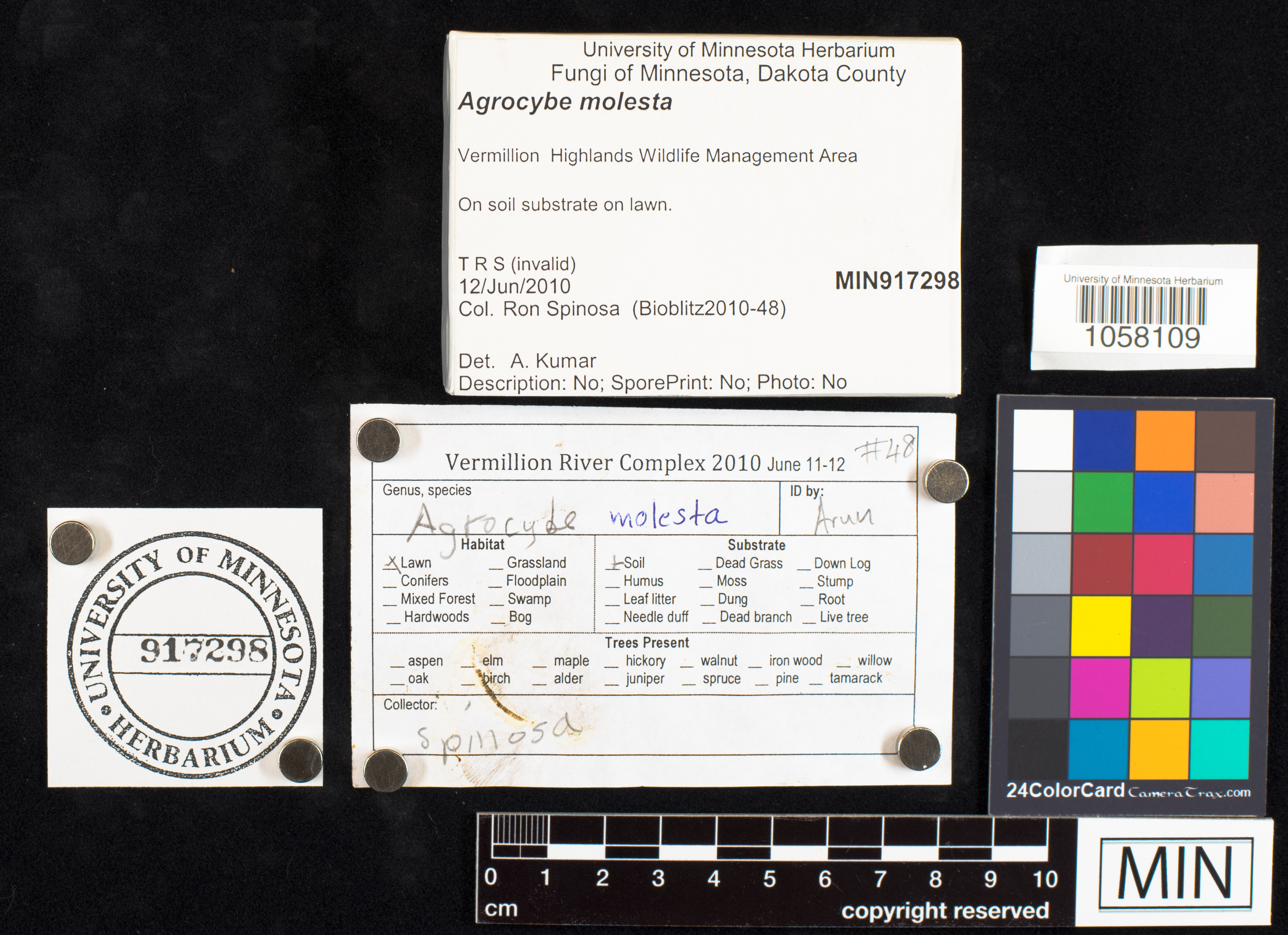 Agrocybe molesta image