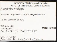 Agrocybe molesta image