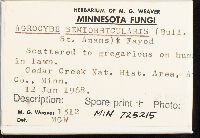 Agrocybe pediades image