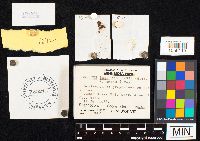 Agrocybe pediades image