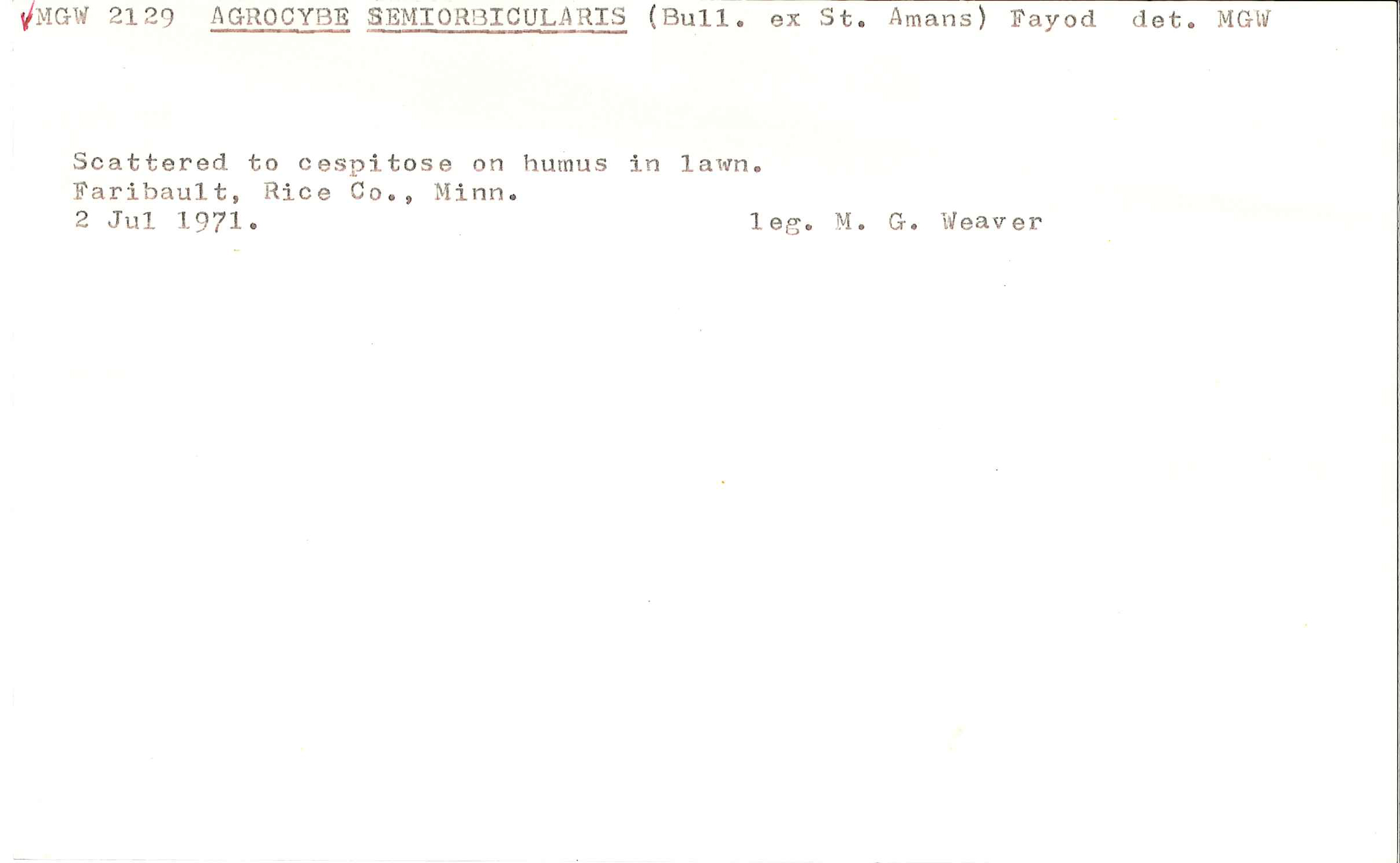 Agrocybe pediades image