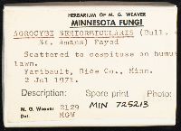 Agrocybe pediades image