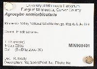 Agrocybe pediades image