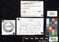 Agrocybe pediades image