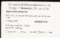 Agrocybe praecox image