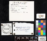 Agrocybe praecox image